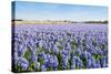 Field with Blue Flowering Hyacinth Bulbs-Ruud Morijn-Stretched Canvas