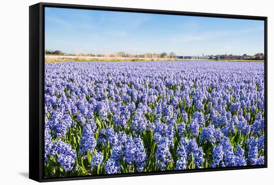 Field with Blue Flowering Hyacinth Bulbs-Ruud Morijn-Framed Stretched Canvas