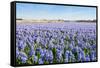 Field with Blue Flowering Hyacinth Bulbs-Ruud Morijn-Framed Stretched Canvas