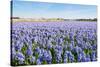 Field with Blue Flowering Hyacinth Bulbs-Ruud Morijn-Stretched Canvas