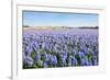 Field with Blue Flowering Hyacinth Bulbs-Ruud Morijn-Framed Photographic Print