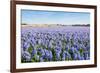 Field with Blue Flowering Hyacinth Bulbs-Ruud Morijn-Framed Photographic Print