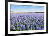 Field with Blue Flowering Hyacinth Bulbs-Ruud Morijn-Framed Photographic Print