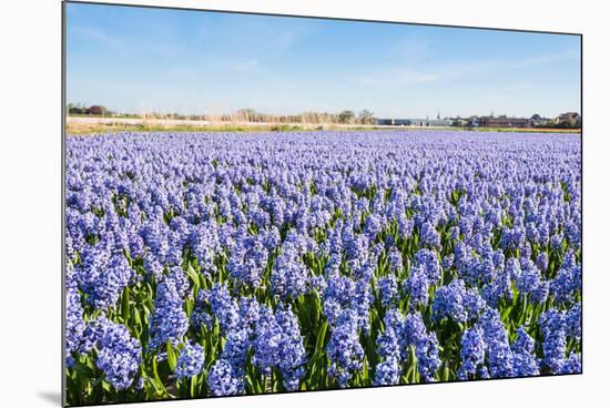 Field with Blue Flowering Hyacinth Bulbs-Ruud Morijn-Mounted Photographic Print