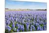 Field with Blue Flowering Hyacinth Bulbs-Ruud Morijn-Mounted Photographic Print