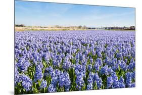 Field with Blue Flowering Hyacinth Bulbs-Ruud Morijn-Mounted Photographic Print