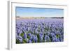 Field with Blue Flowering Hyacinth Bulbs-Ruud Morijn-Framed Photographic Print