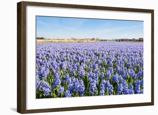 Field with Blue Flowering Hyacinth Bulbs-Ruud Morijn-Framed Photographic Print