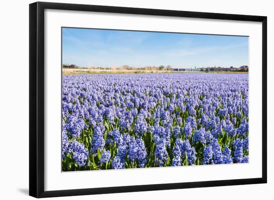 Field with Blue Flowering Hyacinth Bulbs-Ruud Morijn-Framed Photographic Print