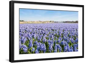 Field with Blue Flowering Hyacinth Bulbs-Ruud Morijn-Framed Photographic Print