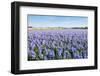 Field with Blue Flowering Hyacinth Bulbs-Ruud Morijn-Framed Photographic Print