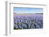 Field with Blue Flowering Hyacinth Bulbs-Ruud Morijn-Framed Photographic Print