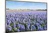 Field with Blue Flowering Hyacinth Bulbs-Ruud Morijn-Mounted Photographic Print