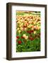 Field with Colorful Dutch Tulips-Sandra van der Steen-Framed Photographic Print