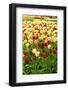 Field with Colorful Dutch Tulips-Sandra van der Steen-Framed Photographic Print