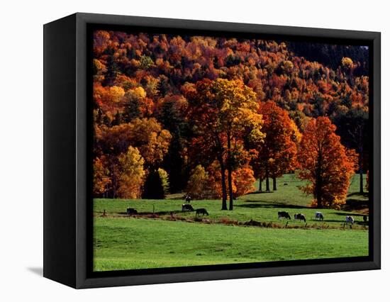 Field with Cows and Fall Color, Vermont, USA-Charles Sleicher-Framed Stretched Canvas