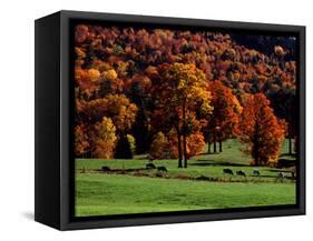 Field with Cows and Fall Color, Vermont, USA-Charles Sleicher-Framed Stretched Canvas