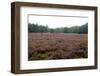 Field with Dutch Heath and Trees-Sandra van der Steen-Framed Photographic Print