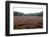 Field with Dutch Heath and Trees-Sandra van der Steen-Framed Photographic Print