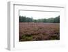 Field with Dutch Heath and Trees-Sandra van der Steen-Framed Photographic Print