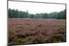 Field with Dutch Heath and Trees-Sandra van der Steen-Mounted Photographic Print