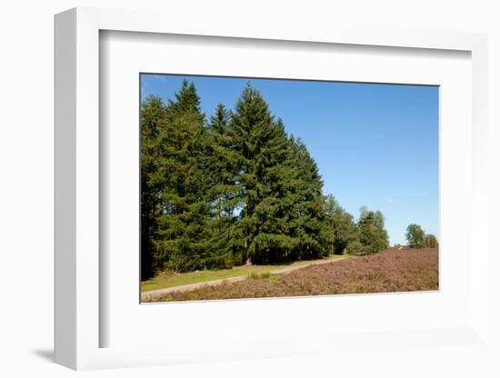Field with Dutch Heath-Sandra van der Steen-Framed Photographic Print