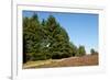 Field with Dutch Heath-Sandra van der Steen-Framed Photographic Print