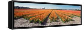 Field with Endless Rows of Tulips in Various Colors in the Netherlands, near the Keukenhof Flower S-Corepics-Framed Stretched Canvas