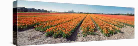 Field with Endless Rows of Tulips in Various Colors in the Netherlands, near the Keukenhof Flower S-Corepics-Stretched Canvas