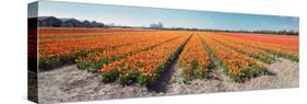 Field with Endless Rows of Tulips in Various Colors in the Netherlands, near the Keukenhof Flower S-Corepics-Stretched Canvas