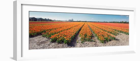 Field with Endless Rows of Tulips in Various Colors in the Netherlands, near the Keukenhof Flower S-Corepics-Framed Photographic Print