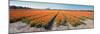 Field with Endless Rows of Tulips in Various Colors in the Netherlands, near the Keukenhof Flower S-Corepics-Mounted Photographic Print
