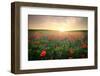 Field with Grass, Violet Flowers and Red Poppies against the Sunset Sky-ESOlex-Framed Photographic Print