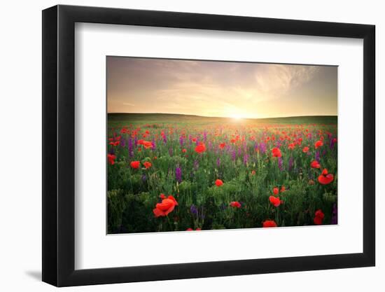 Field with Grass, Violet Flowers and Red Poppies against the Sunset Sky-ESOlex-Framed Photographic Print