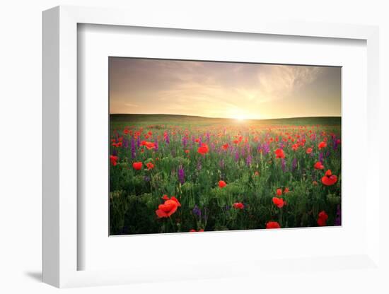 Field with Grass, Violet Flowers and Red Poppies against the Sunset Sky-ESOlex-Framed Photographic Print