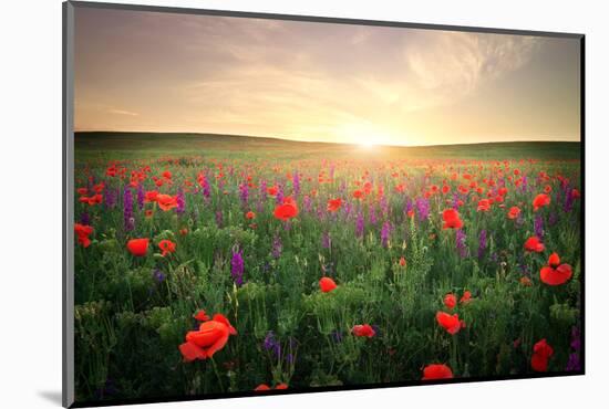 Field with Grass, Violet Flowers and Red Poppies against the Sunset Sky-ESOlex-Mounted Photographic Print