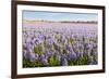 Field with Lilac Blooming Hyacinth Bulbs in the Netherlands-Ruud Morijn-Framed Photographic Print