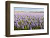 Field with Lilac Blooming Hyacinth Bulbs in the Netherlands-Ruud Morijn-Framed Photographic Print