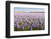 Field with Lilac Blooming Hyacinth Bulbs in the Netherlands-Ruud Morijn-Framed Photographic Print