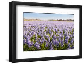 Field with Lilac Blooming Hyacinth Bulbs in the Netherlands-Ruud Morijn-Framed Photographic Print