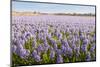 Field with Lilac Blooming Hyacinth Bulbs in the Netherlands-Ruud Morijn-Mounted Photographic Print