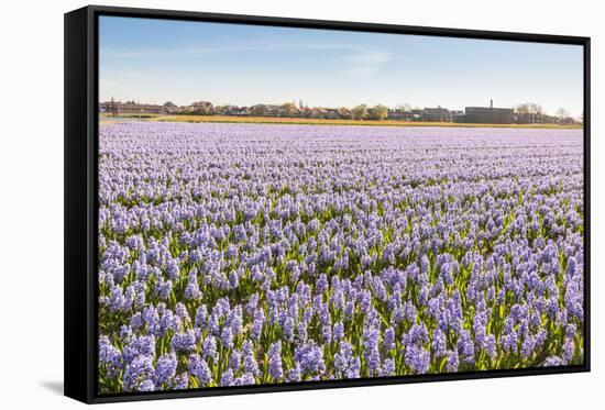 Field with Lilac Flowering Hyacinths-Ruud Morijn-Framed Stretched Canvas