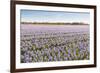 Field with Lilac Flowering Hyacinths-Ruud Morijn-Framed Photographic Print