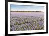 Field with Lilac Flowering Hyacinths-Ruud Morijn-Framed Photographic Print