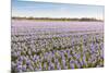 Field with Lilac Flowering Hyacinths-Ruud Morijn-Mounted Photographic Print