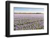 Field with Lilac Flowering Hyacinths-Ruud Morijn-Framed Photographic Print