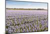 Field with Lilac Flowering Hyacinths-Ruud Morijn-Mounted Photographic Print