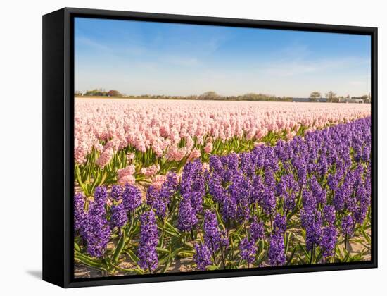 Field with Pink and Purple Blooming Hyacinths-Ruud Morijn-Framed Stretched Canvas