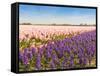 Field with Pink and Purple Blooming Hyacinths-Ruud Morijn-Framed Stretched Canvas
