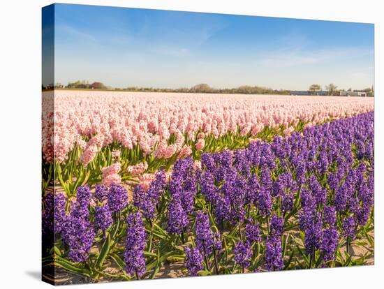 Field with Pink and Purple Blooming Hyacinths-Ruud Morijn-Stretched Canvas
